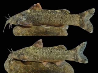 ثبت جهانی گونه جدیدی از ماهی‌ها به نام علی دایی
