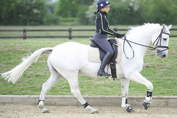 ورزش سوارکاری چیست؟