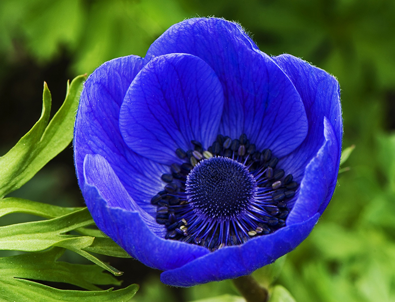 عکس گل رنگ آبی برای پروفایل