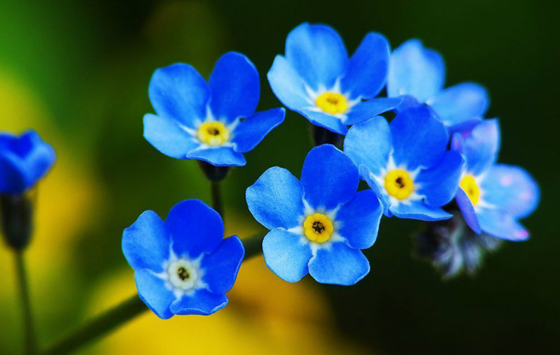 عکس گل آبی