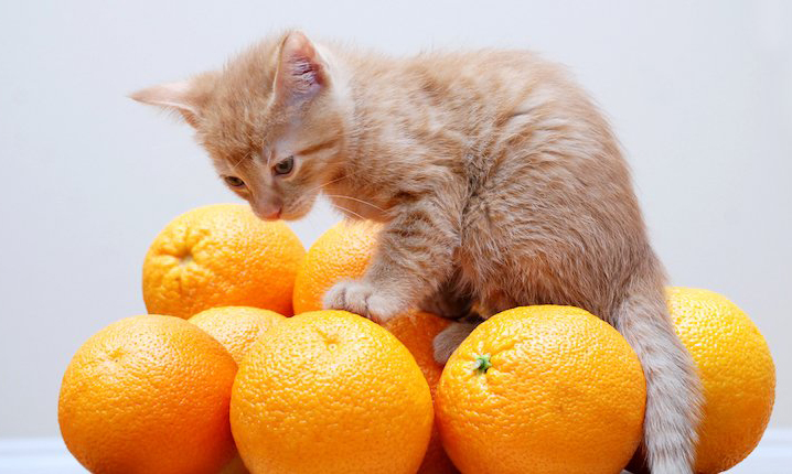 ماجرای نائنگی میقولی (نارنگی میقولی) چیه؟