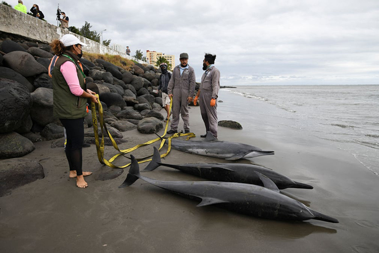 مقامات در کنار سه دلفین به گل نشسته که به علت وجود جبهه آب سرد و تغییر دما دچارسردرگمی شده بودند. وراکروز، مکزیک
