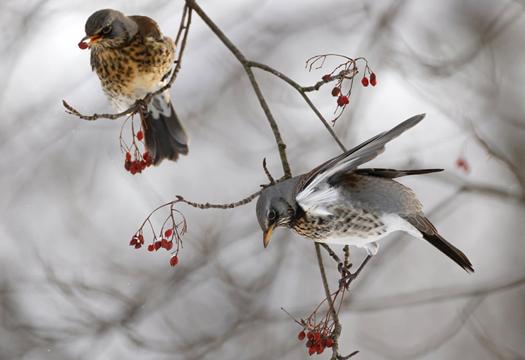 در باغ گیاه شناسی Tsitsin آکادمی علوم روسیه، پرندگان Fieldfares روی یک درخت روونبری دیده می شوند.<br />مسکو، روسیه در باغ گیاه شناسی Tsitsin آکادمی علوم روسیه، پرندگان Fieldfares روی یک درخت روونبری دیده می شوند.<br />مسکو، روسیه