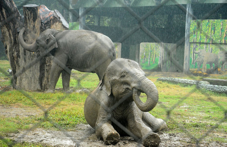فیل ها از بازی در گل و لای هنگام بارندگی شدید ناشی از طوفان Jawad در کلکته لذت می برند. بنگال غربی، هند