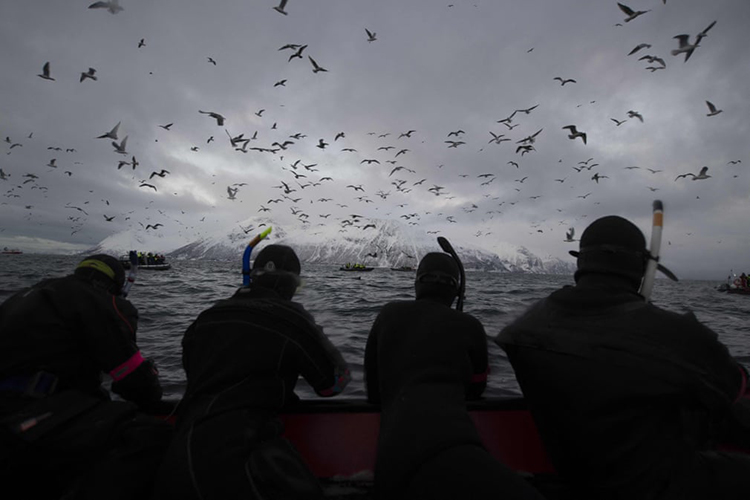 گردشگران در حال تماشا اورکاها و نهنگ های گوژپشت در حال شکار شاه ماهی اقیانوس اطلس. اسکجروی، نروژ