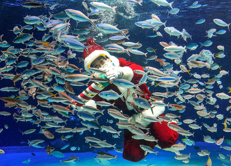 آیاکا اوشیتا، با لباس بابانوئل در حال غذا دادن به آکواریوم سان شاین در Ikebukuro آماده شود. توکیو ژاپن