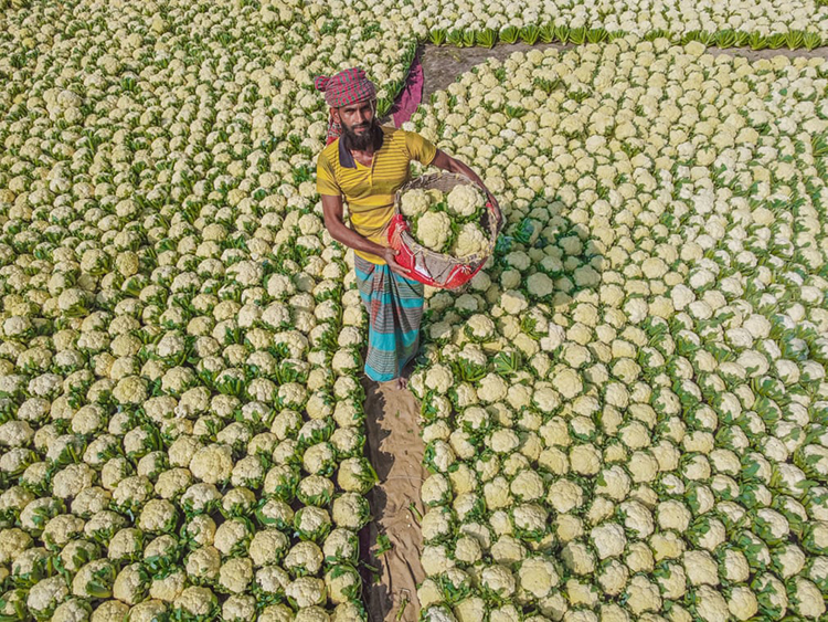 یک کشاورز گل کلم را برای فروش در بزرگترین بازار سبزی فروشی کشور بسته بندی می کند. بوگورا، بنگلادش