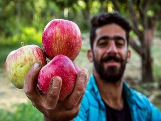 ماجرای سیب‌هایی که بجای فروش در بازار شب عید ضایعاتی می‌شوند