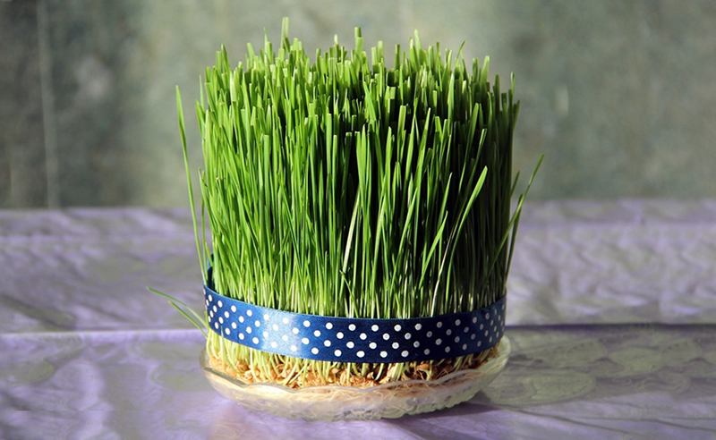 nowruz-grass-planting