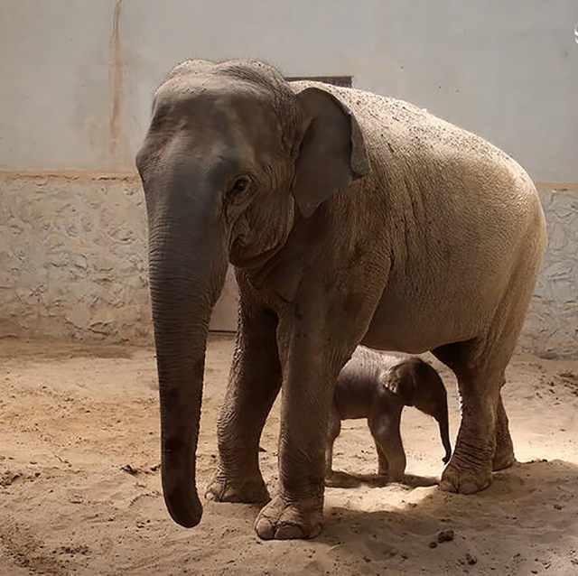 جزئیات وضعیت فیل تازه متولد شده در باغ وحش ارم + عکس