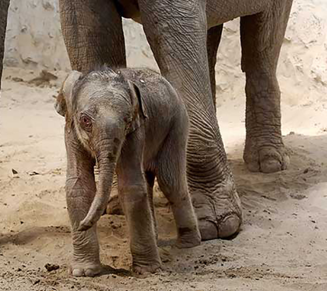 newborn-elephant-eram-park