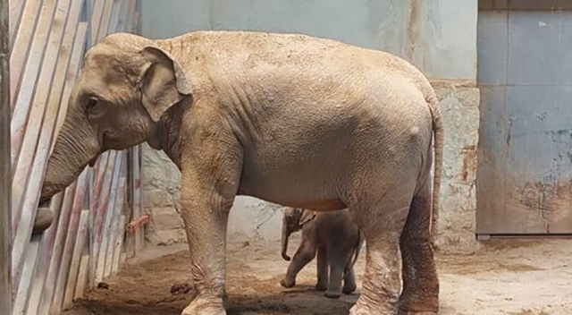 جزئیات وضعیت فیل تازه متولد شده در باغ وحش ارم + عکس