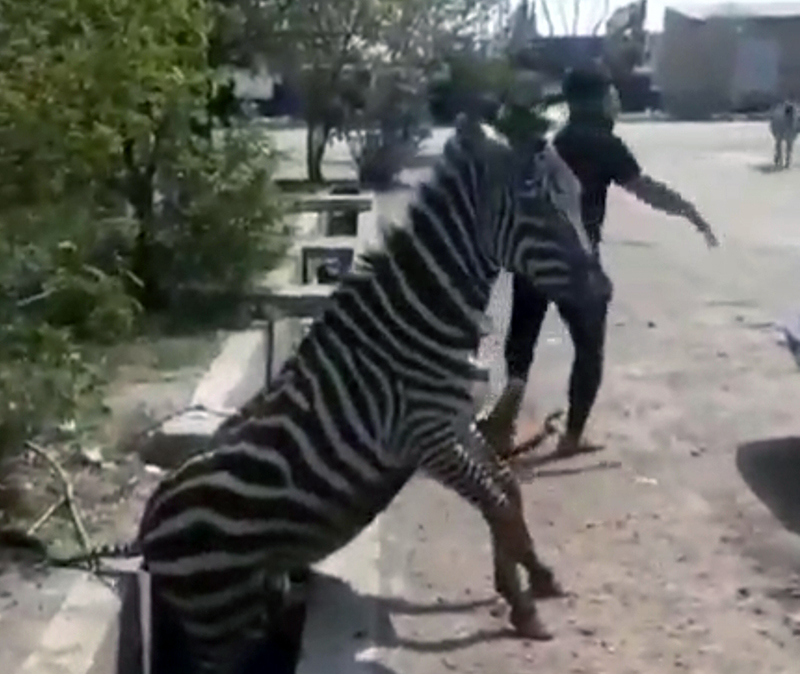جزئیات مرگ گورخر آفریقایی در باغ وحش صفادشت