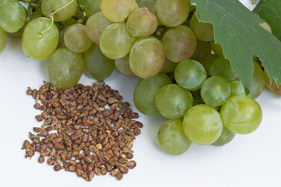 grape-seed-property