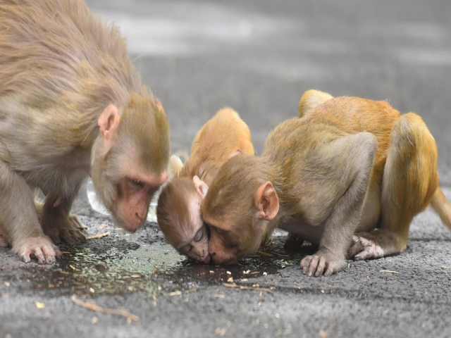 آبله میمون اولین قربانی خود را در چین به ثبت رساند