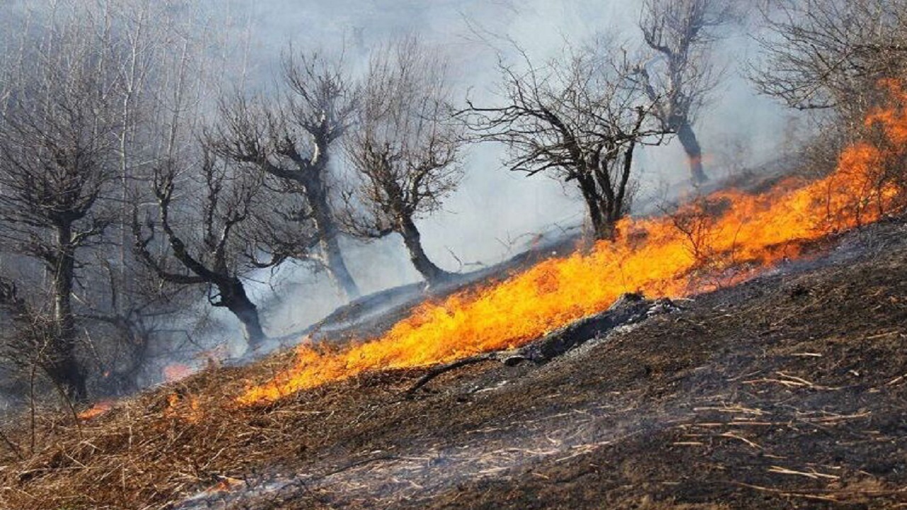 علت آتش سوزی در جنگل های مریوان چه بود؟