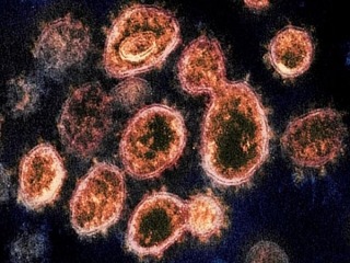 شناسایی آنتی بادی مقاوم در برابر جهش های ویروس کرونا