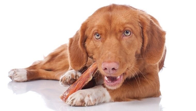 کدام استخوان ها برای سگ ها بی خطر هستند؟