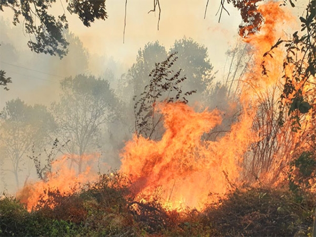 آتش سوزی در ارتفاعات کوه نور کهگیلویه و بویراحمد