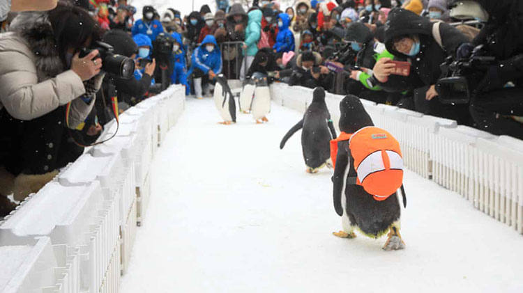 پنگوئن هایی که کوله پشتی حمل می کنند در پارک قطبی هاربین در استان هیلونگجیانگ با گردشگران دیدار می کنند.<br />هاربین، چین