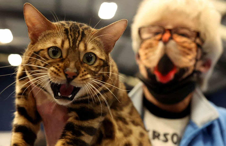 چهل و ششمین نمایشگاه انجمن گربه‌های مو کوتاه قهرمانی، که توسط شورای مدیریت گربه‌های فانتزی در مرکز ارتباط ورزشی برگزار شد.<br />کاونتری، انگلستان