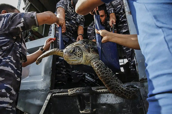 افسران نیروی دریایی پس از یافتن 32 لاک پشت دریایی از شکارچیان ، یک لاک پشت سبز را منتقل می کنند.<br />بالی، اندونزی