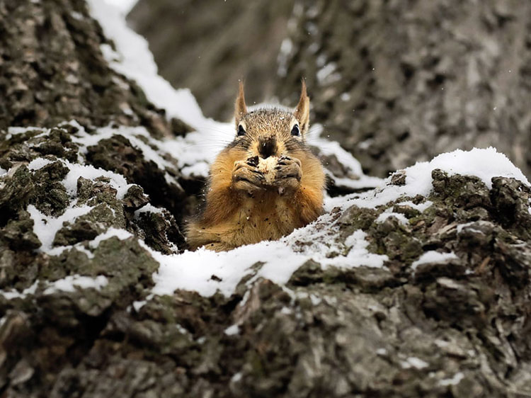 یک سنجاب روی درخت پوشیده از برف در پارک سیمنلر غذا می خورد. <br />آنکارا، ترکیه