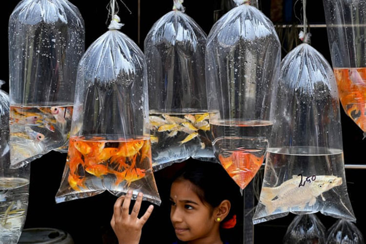 یک دختر در حال تماشای ماهی های زینتی در یک فروشگاه حیوان خانگی <br />چنای، هند