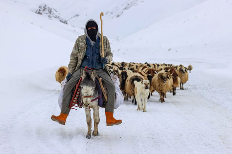 ون، ترکیه<br />یک چوپان گوسفند خود را از طریق برف در منطقه Gürpınar ون، جایی که دام مهمترین منبع درآمد است، هدایت می کند