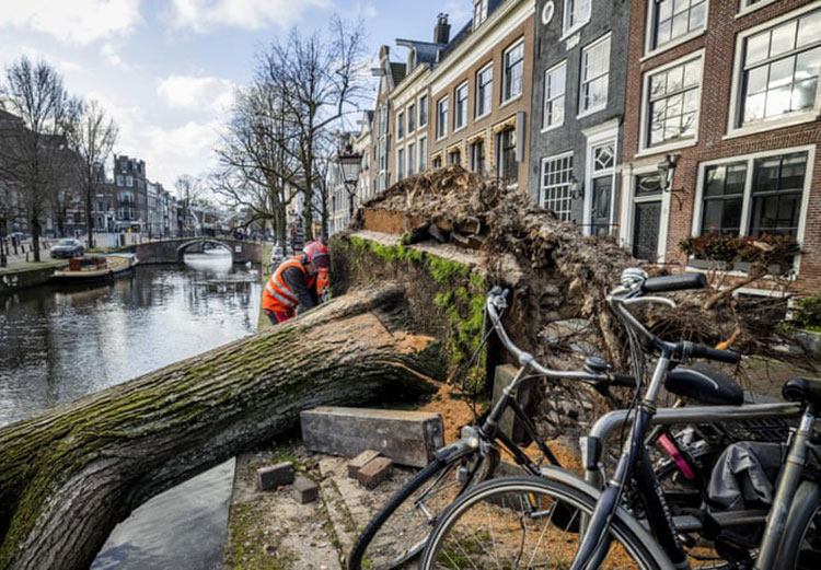 آمستردام، هلند<br />یک درخت توسط طوفان Eunice در بانک های کانال Reguliersgracht آورده شده است