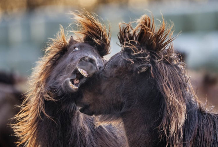 دو اسب نژاد ایسلندی با هم در یک مزرعه بازی می کنند.<br />Wehreheim، آلمان