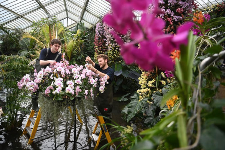 کارگران باغبانی نمایشگر گل های گلدار را برای جشنواره ارکیده KEW در باغ های گیاه شناسی سلطنتی ترتیب می دهند. <br />لندن، انگلستان
