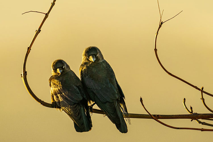 دو پرنده در کنار هم در یک صبح سرد نشسته اند.<br />بریستول، انگلستان