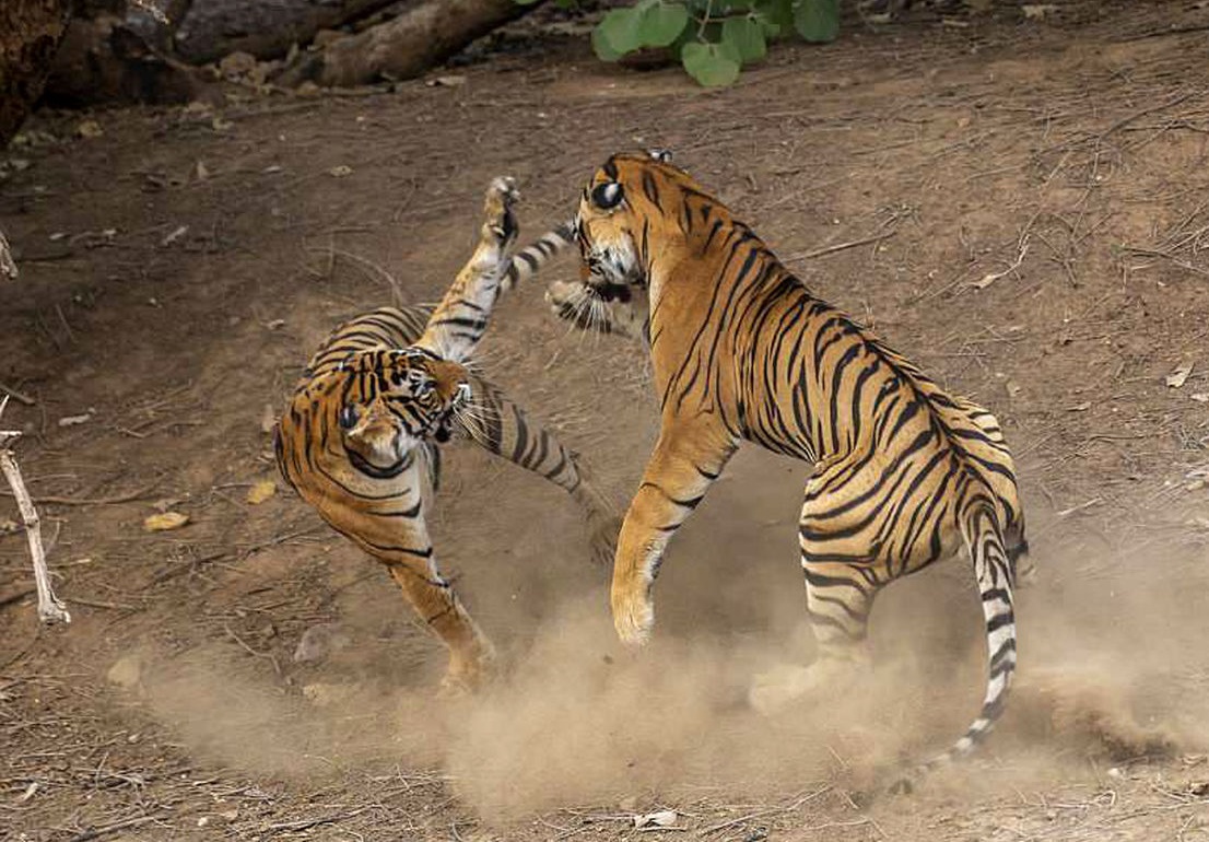 جنگ ببر بنگال نر و ماده در یک پارک جنگلی