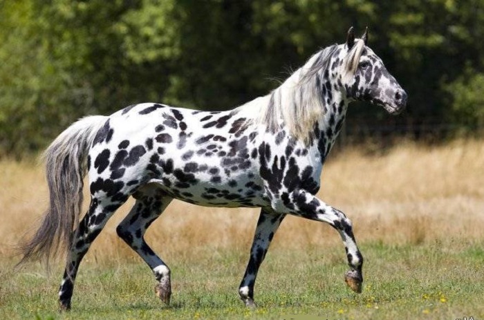 اسب نژاد آپالوسا