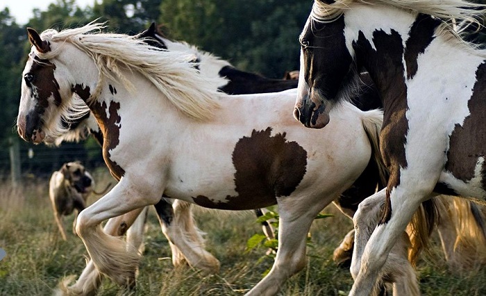 اسب نژاد پینت آمریکایی