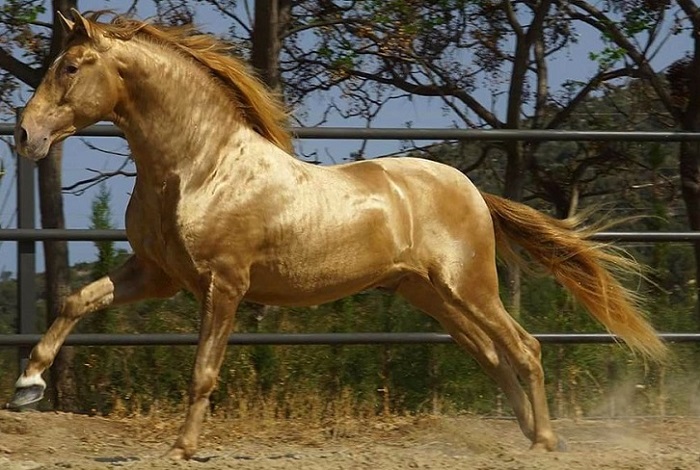 اسب نژاد ترکمن طلایی