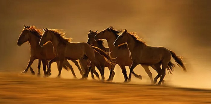 دسته ای از اسب های وحشی