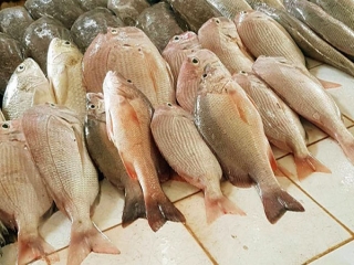 قیمت ماهی و شیلات