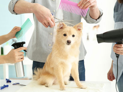 لوازم مورد نیاز سگ ها