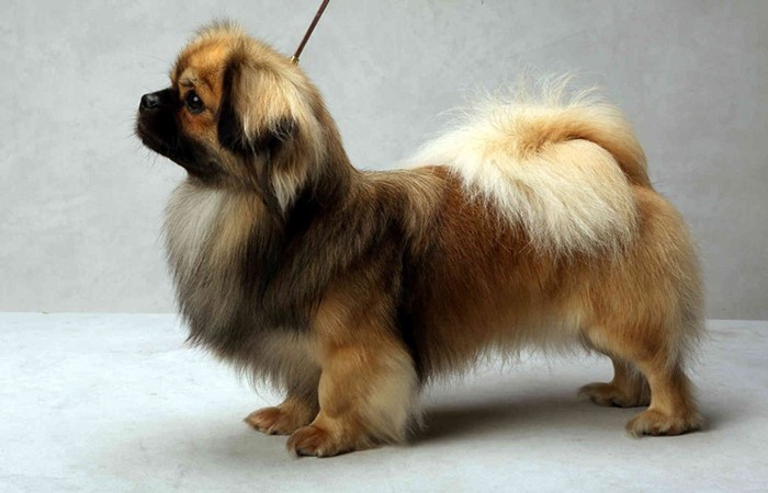 آشنایی با سگ ها و اسامی آنها