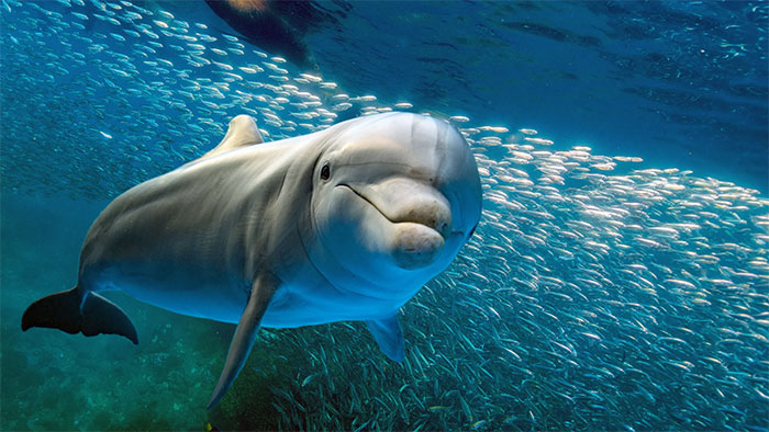 14 آوریل؛ روز جهانی دلفین