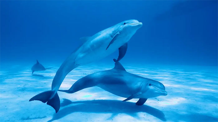 دلفین های اقیانوسی