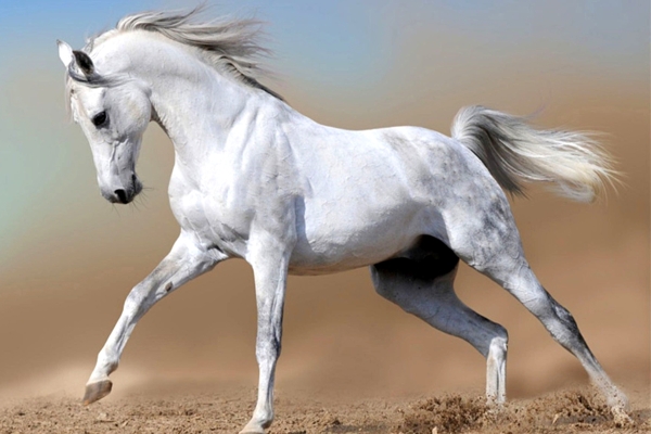 صنعت پرورش اسب