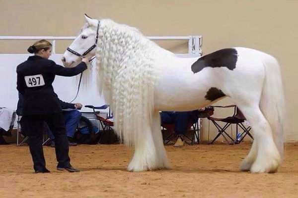 صنعت پرورش اسب در روسیه