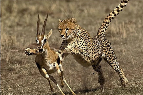 یوزپلنگ ایرانی در حال شکار