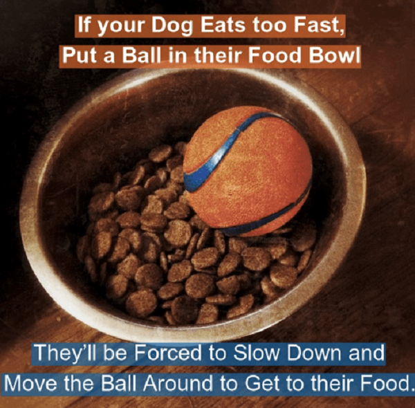 بیقراری سگ در غذا خوردن