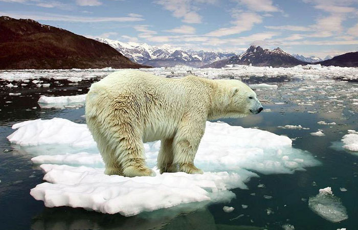 مختل شدن زندگی خرس های قطبی