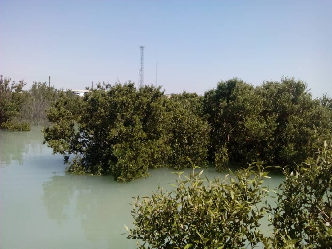 جنگل حرا خوزستان