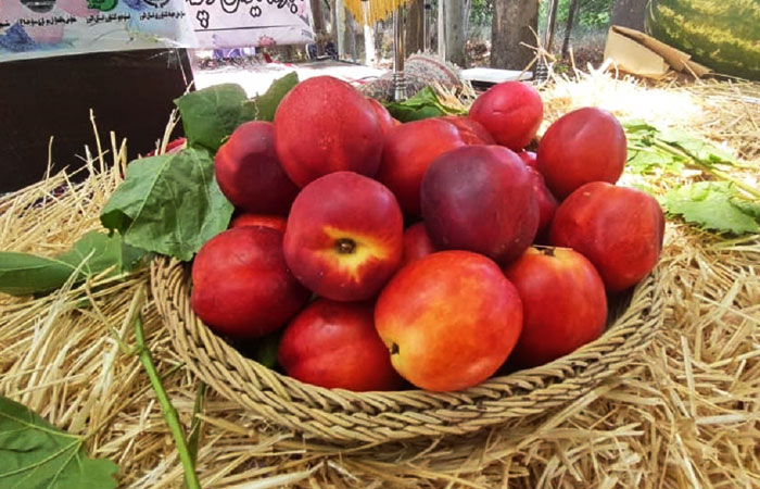 برداشت انواع میوه های هسته دار تابستانی در ساوجبلاغ